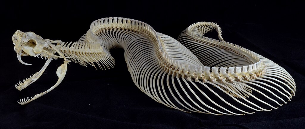 Bitis_gabonica_complete_skeleton
