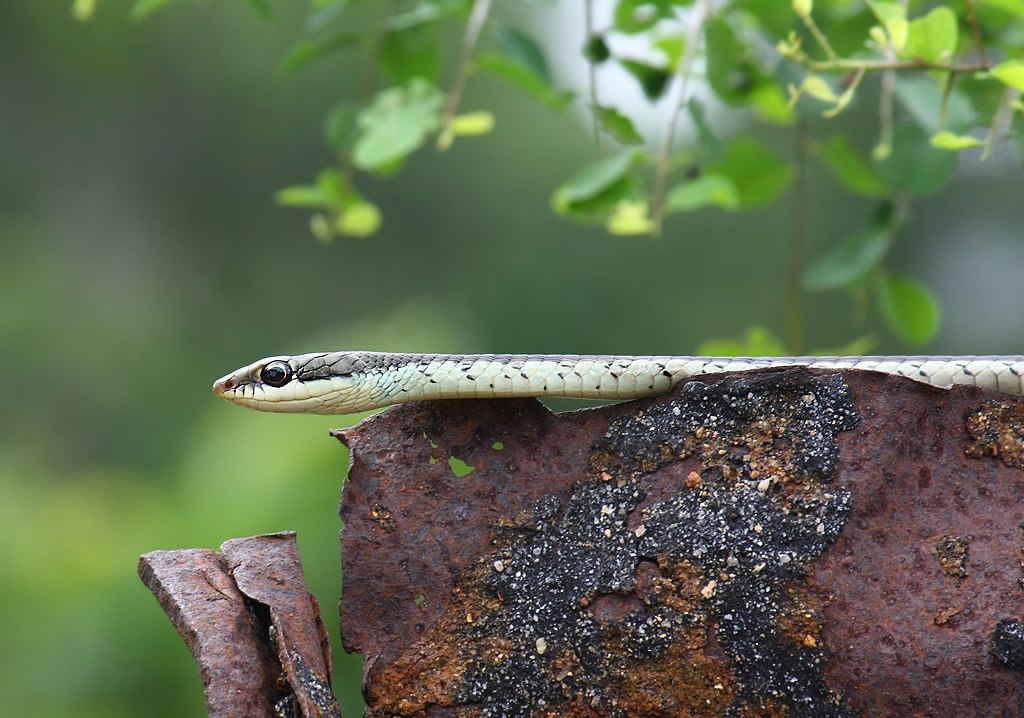 Bronzeback_(Dendrelaphis_tristis)