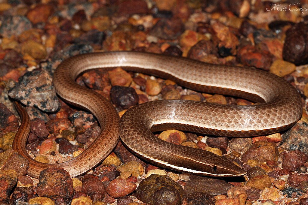 Burtons_Legless_Lizard_(Lialis_burtonis)