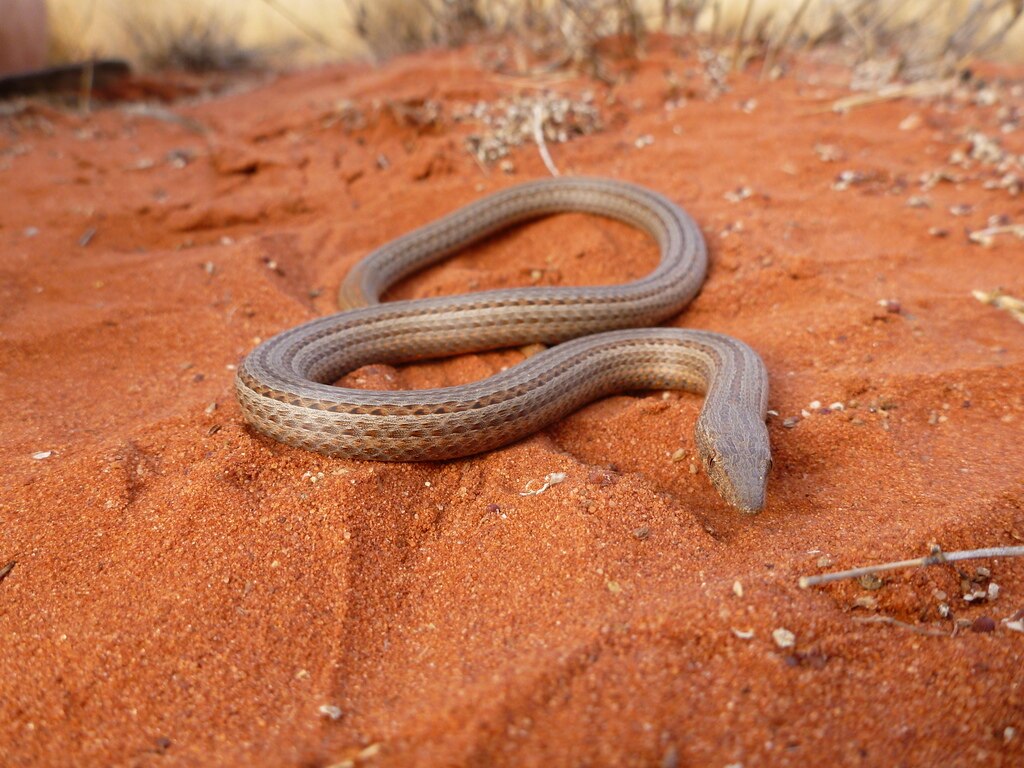 Burtons_legless_lizard_on_Angas_Downs_IPA,_NT