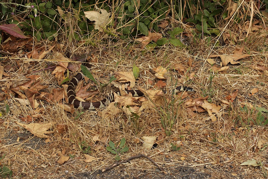 California_Kingsnake_-_Lampropeltis_getula_californiae_(42057503110)