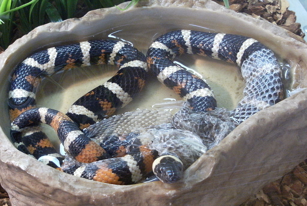 California_Mountain_King_Snake_Shedding_Its_Skin