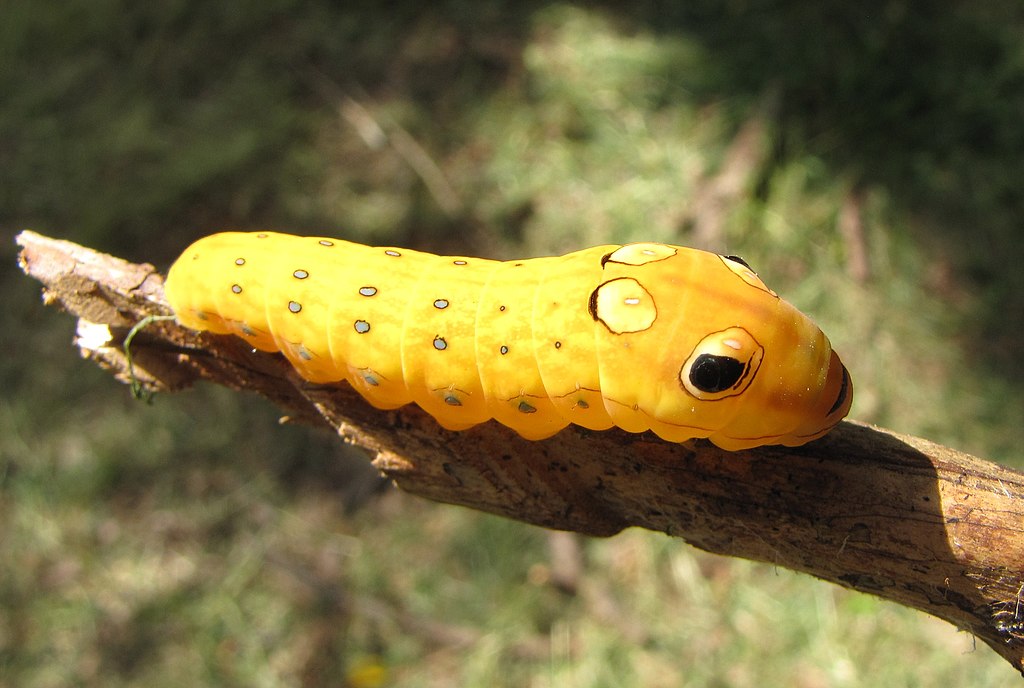 Caterpillar_mimicry_of_a_snake_head