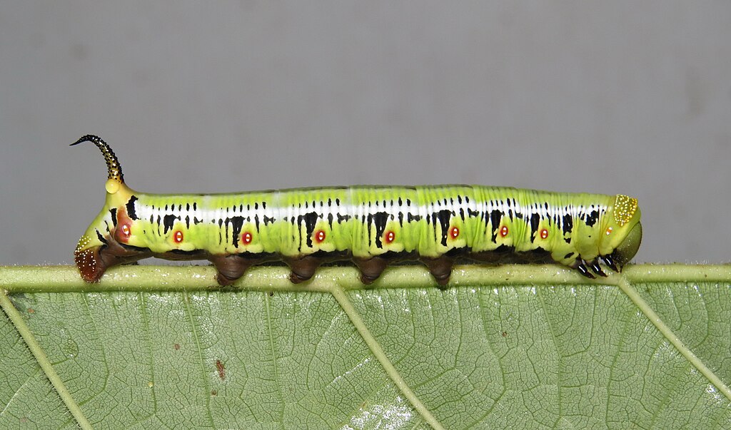 Cephonodes_hylas_-_Pellucid_hawk_moth_caterpillar_(14)
