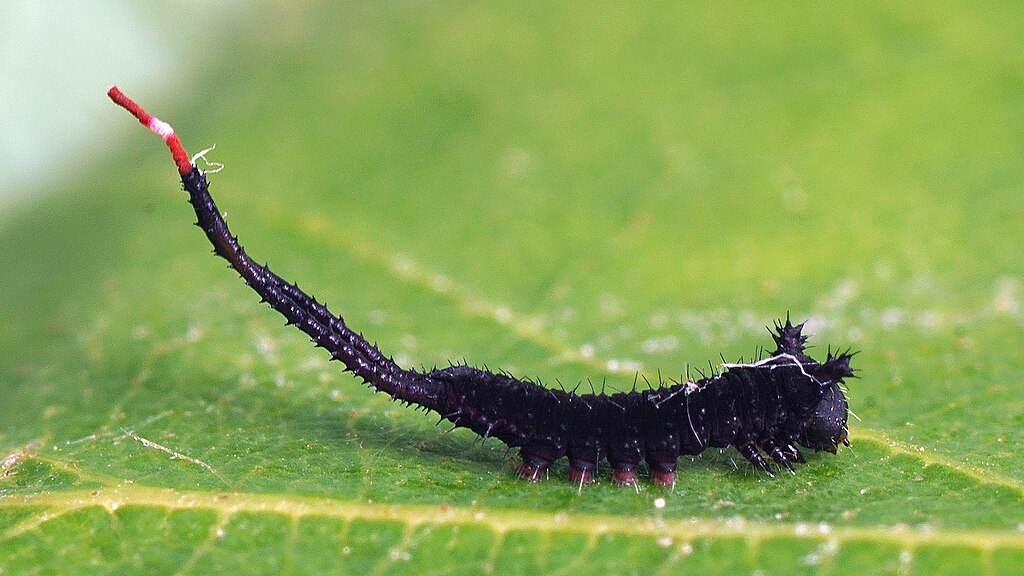 Cerura_vinula_(larva)_-_Puss_moth