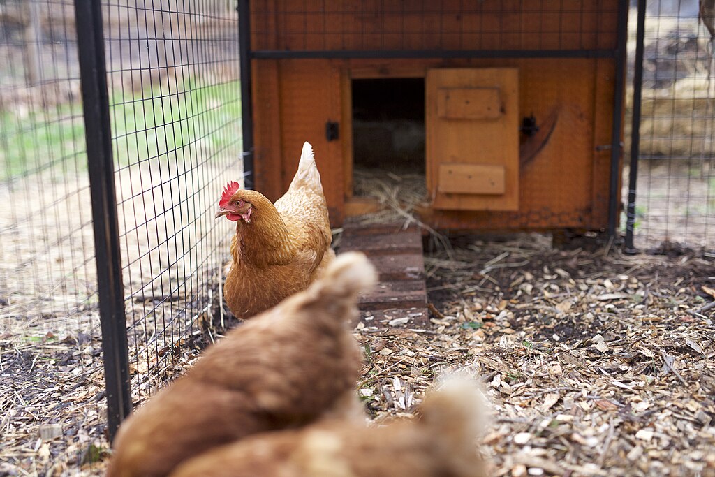 Chicken_Coop
