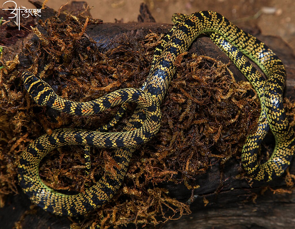 Chrysopelea_ornata.123