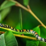 Chrysopelea_ornata_in_Kannur