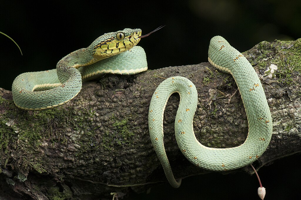 Cobra-papagaio_-_Bothrops_bilineatus_-_Ilhéus_-_Bahia