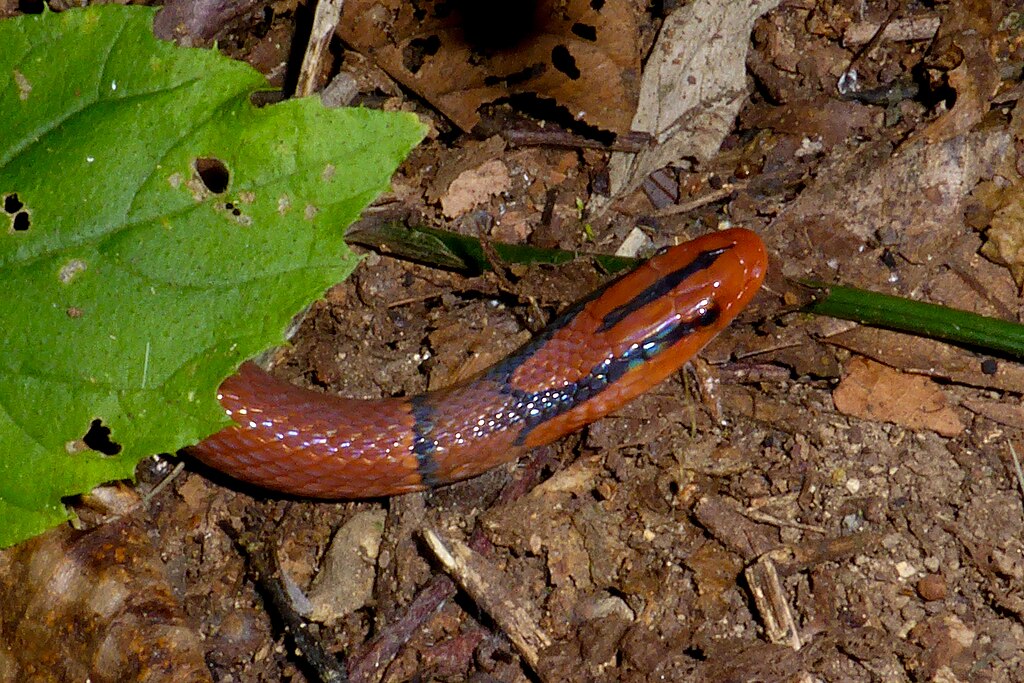 Colubridae-_Oreocryptophis_porphyraceus_porphyraceus_(Red_Bamboo_Snake)