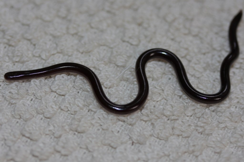 Common_Blind_Snake_