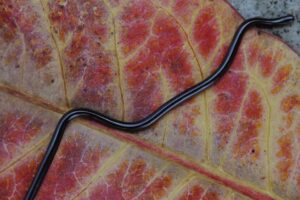 View of How to Choose a Tank Size Based on Your Snake’s Activity Level