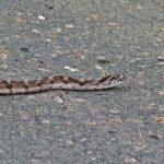 Common_Egg_Eater_(Dasypeltis_scabra)
