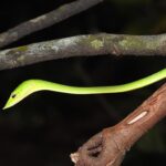 Common_Vine_Snake_Ahaetulla_nasuta_by_Raju_Kasambe