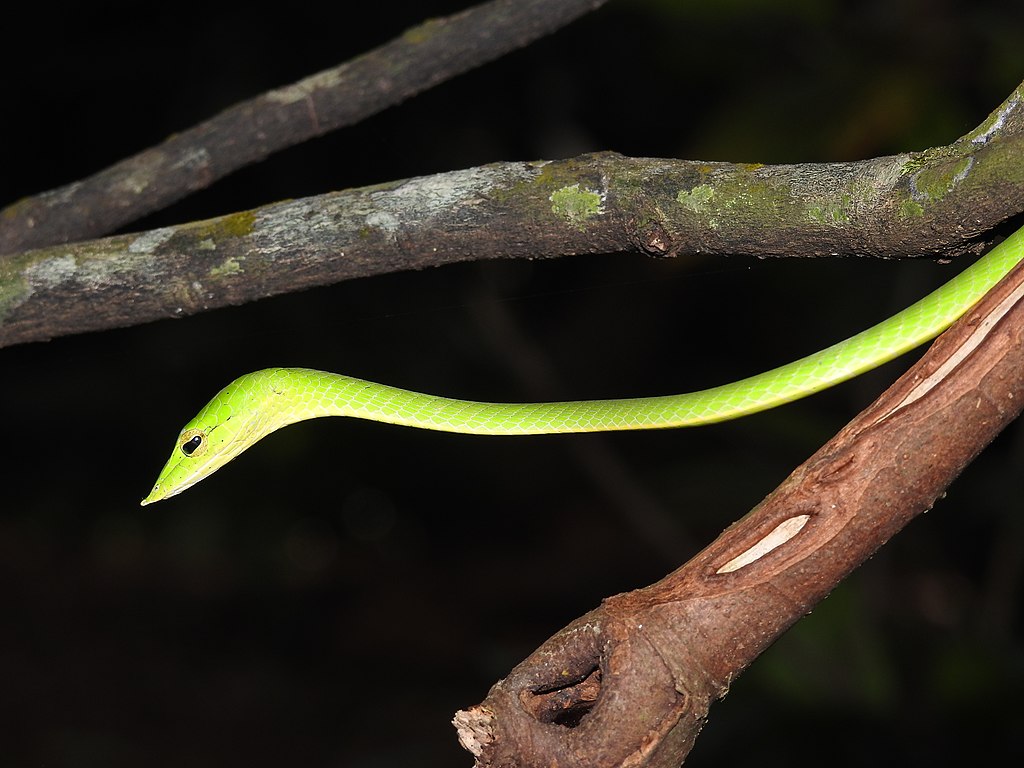 Common_Vine_Snake_Ahaetulla_nasuta_by_Raju_Kasambe