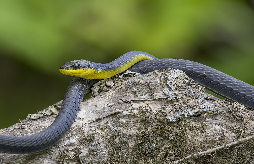 Australian File Snake