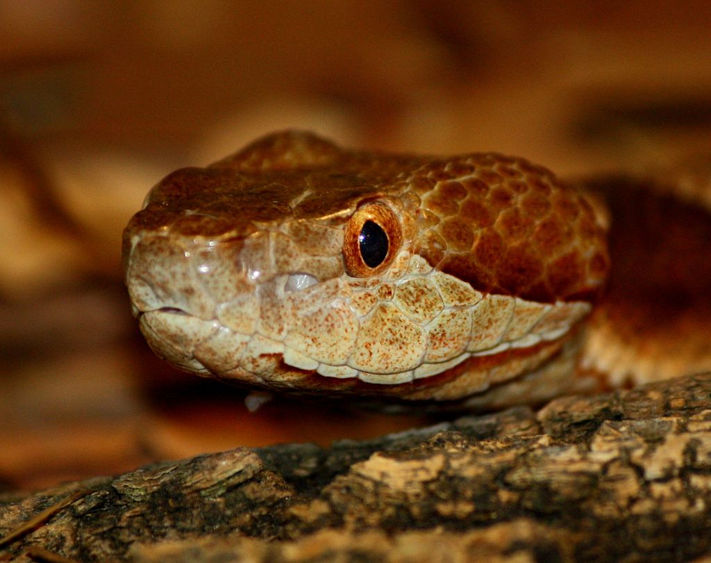 Copperhead_036
