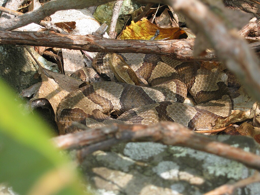 Copperhead_(45519235092)