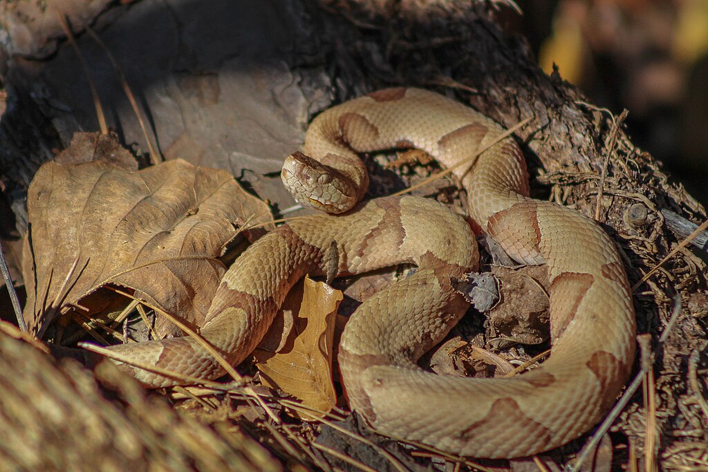 Copperhead_(Agkistrodon_contortrix)_(b88f31f0-ba34-409d-a729-2185471ec58a)