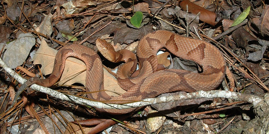 Copperhead_(Agkistrodon_contortrix)_photographed_in_Liberty_Co.,_Texas._W._L._Farr