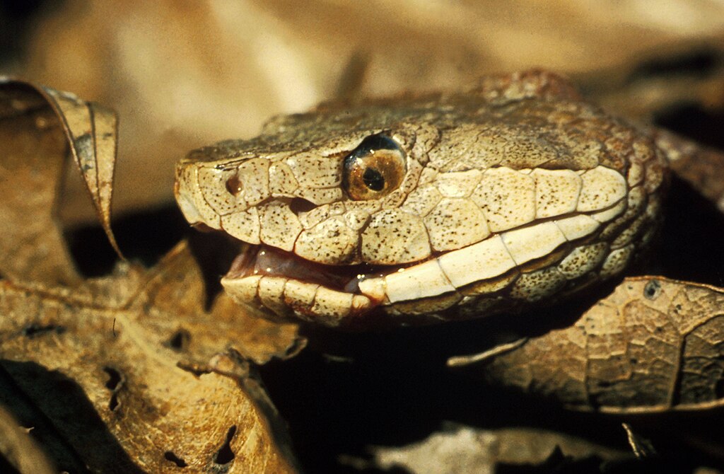 Copperhead_snake