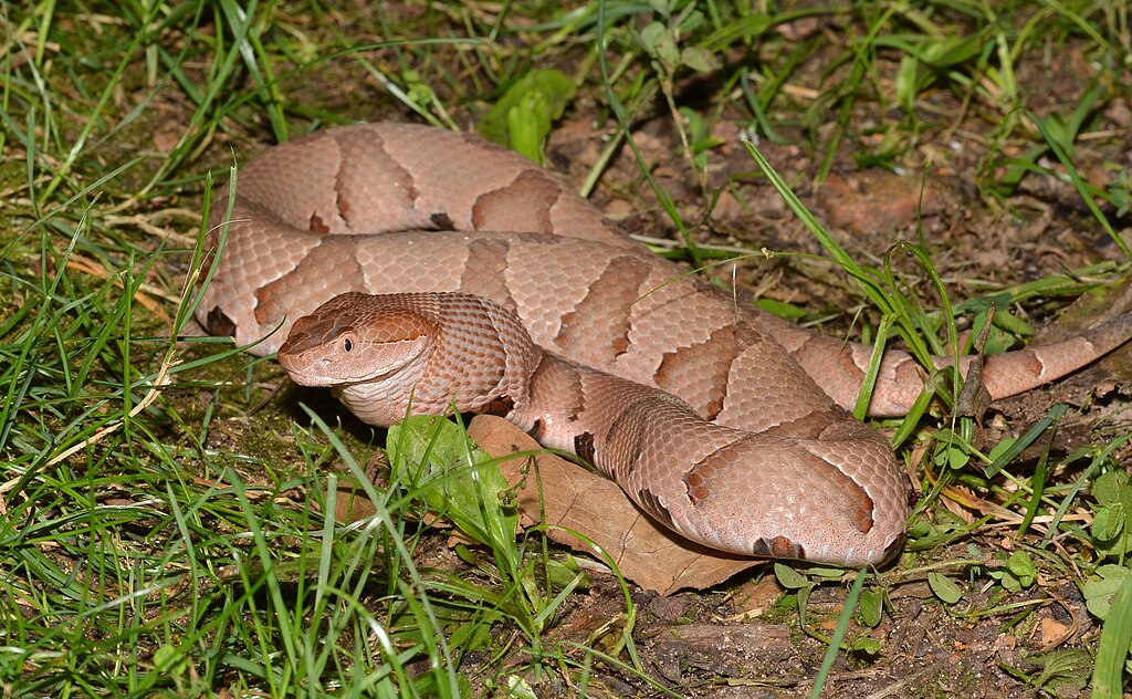 Copperhead_snake_(48357071926)