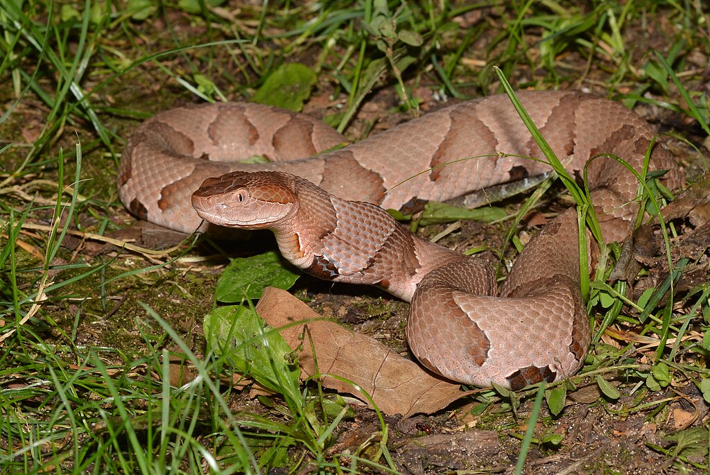 Copperhead_snake_(48357198777)