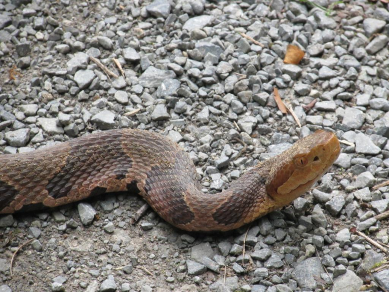 How Snakes Respond to Human Body Language