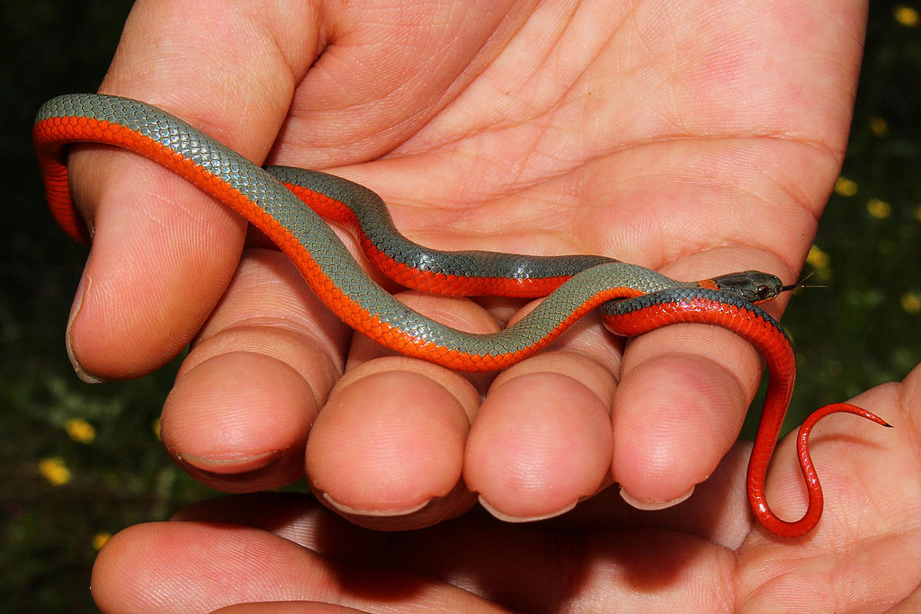Coral-bellied_ring-necked_snake