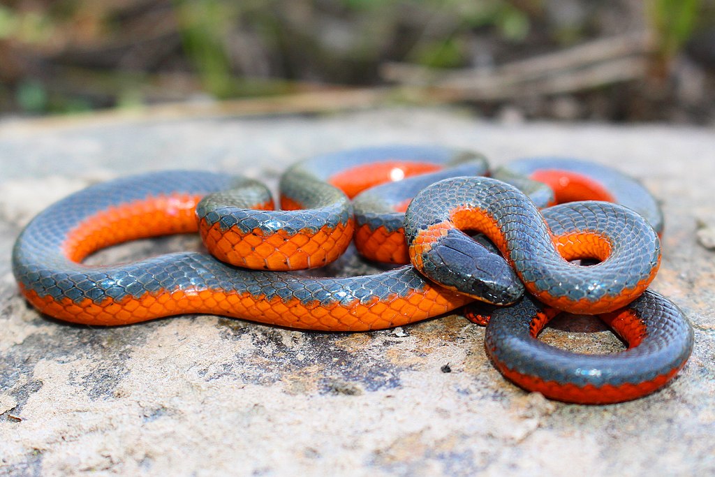 Coral-belly_Ringneck_Snake_(Diadophis_punctatus_ssp._pulchellus)