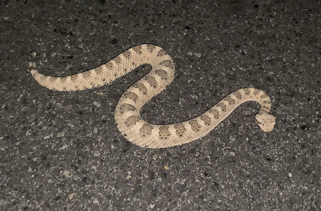 Crotalus_cerastes_