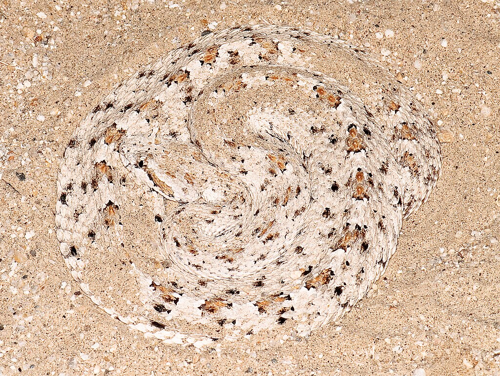 Crotalus_cerastes_(Colorado_Desert_Sidewinder)