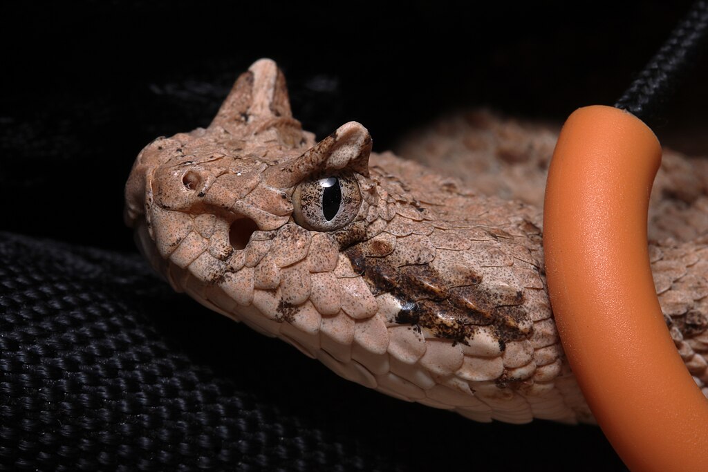Crotalus_cerastes_Stanton_1