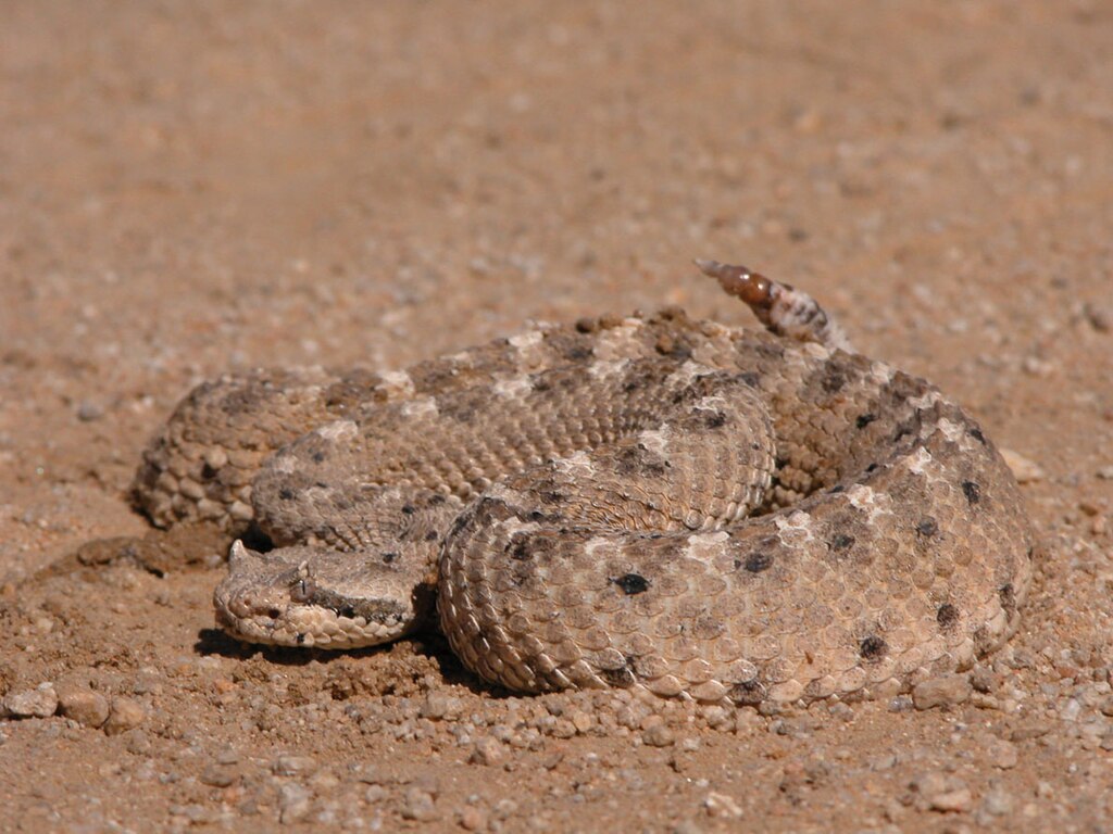 Crotalus_cerastes_in_Mojave