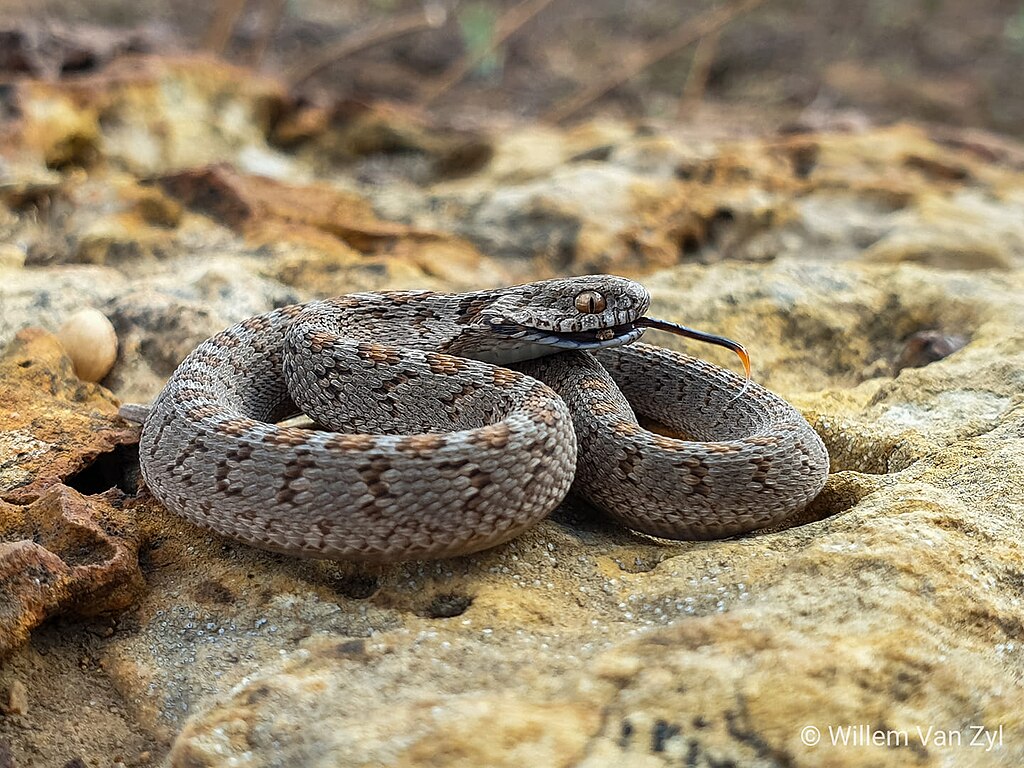Dasypeltis_scabra00