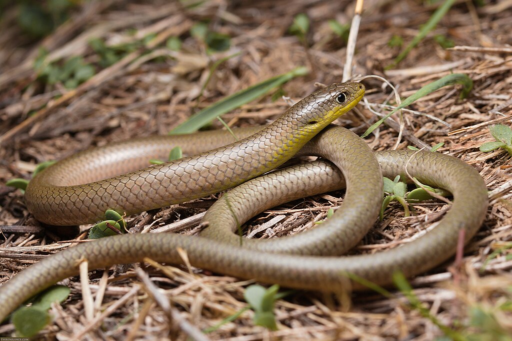 Delma_inornata