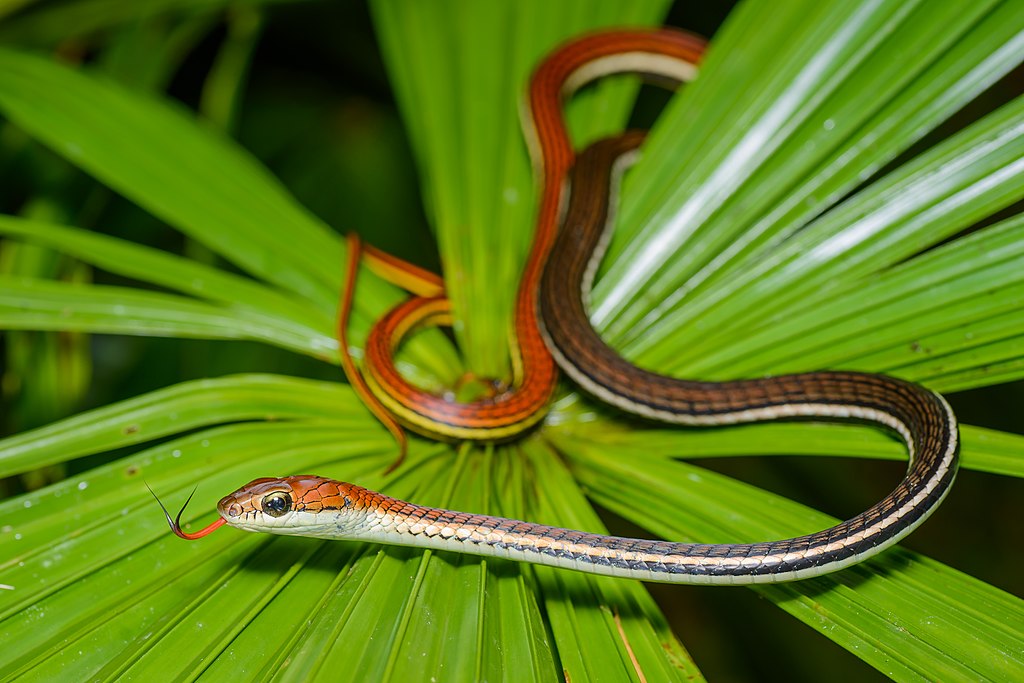 Dendrelaphis_caudolineatus,_striped_bronzeback