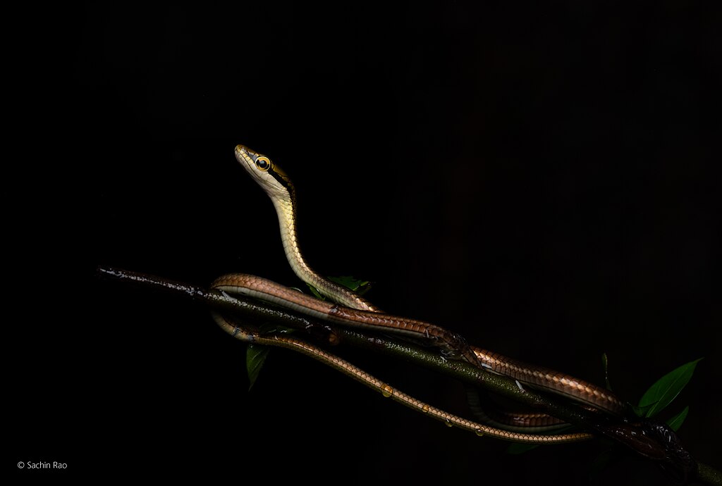 Dendrelaphis_girii,_Giri's_Bronzeback