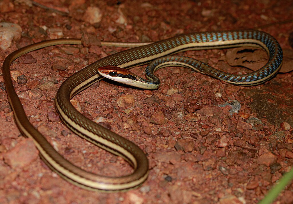 Dendrelaphis_pictus