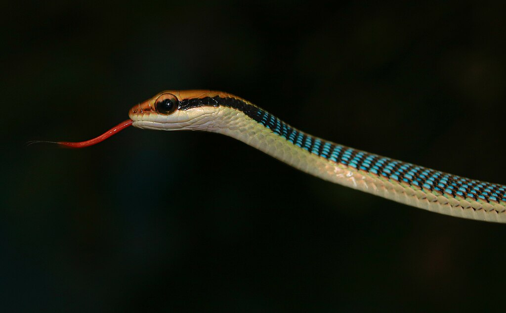 Dendrelaphis_pictus