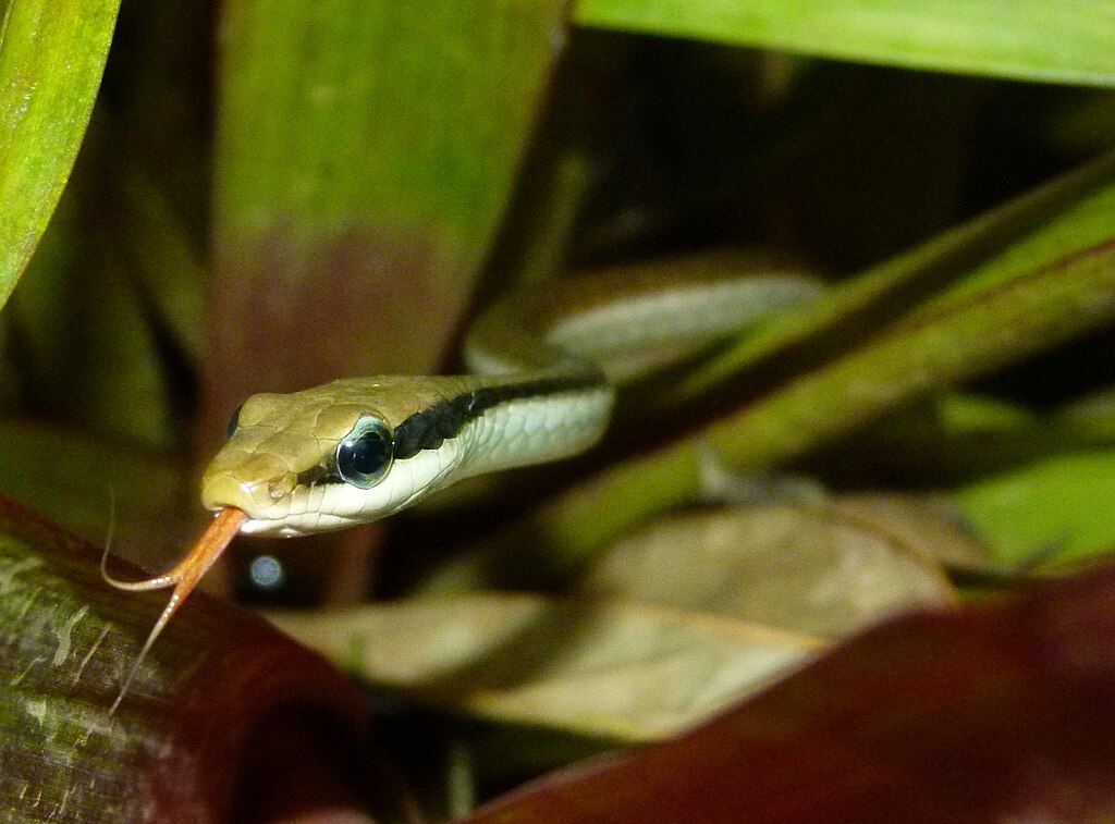 Dendrelaphis_pictus_India1