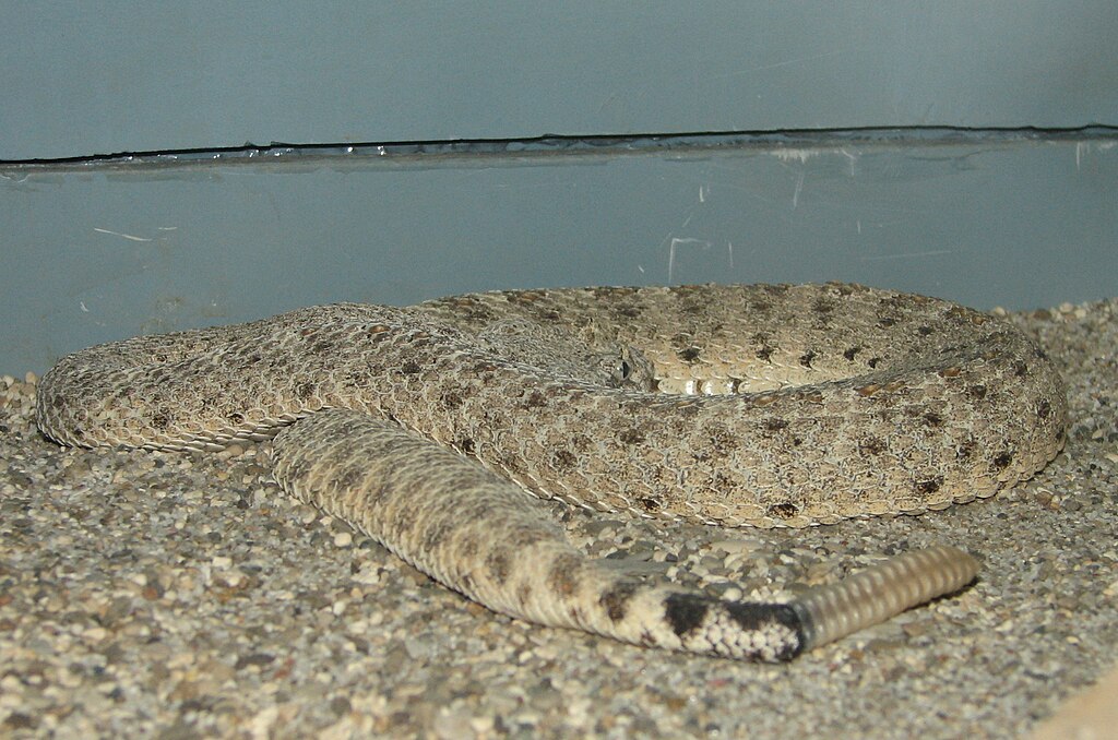 Desert_Sidewinder_Image_002