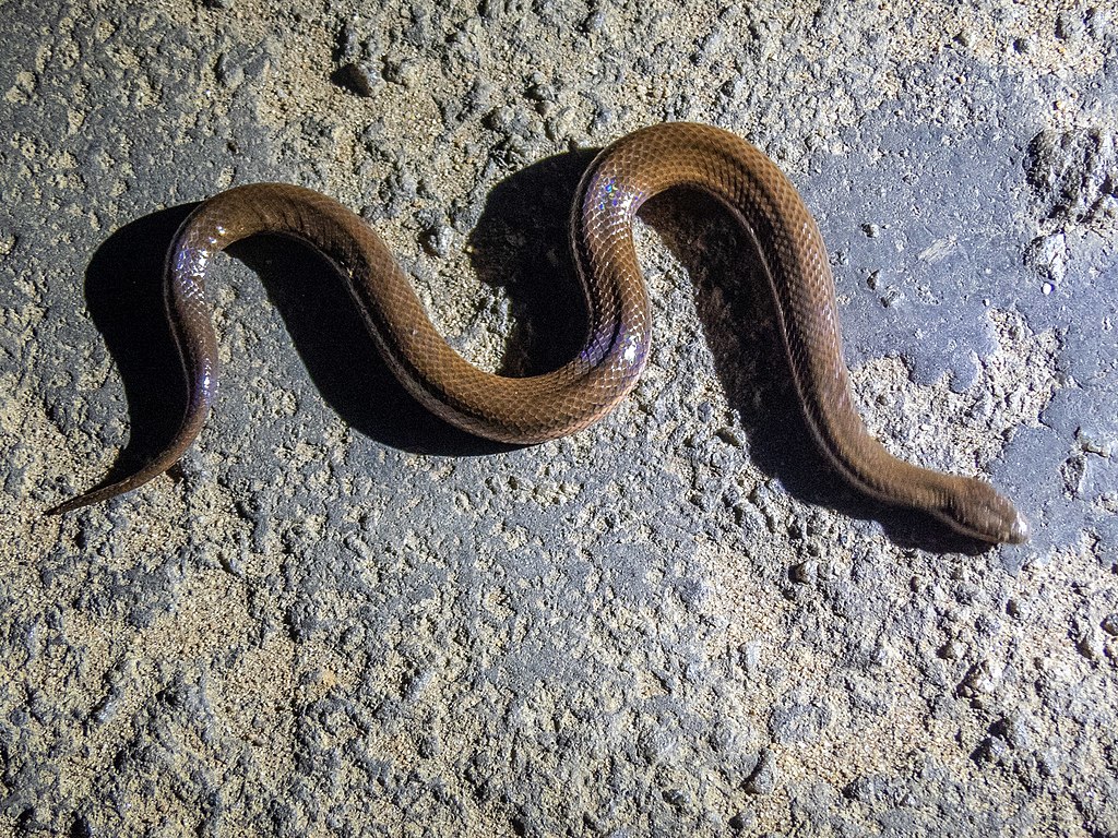 Dussumier's_Water_Snake