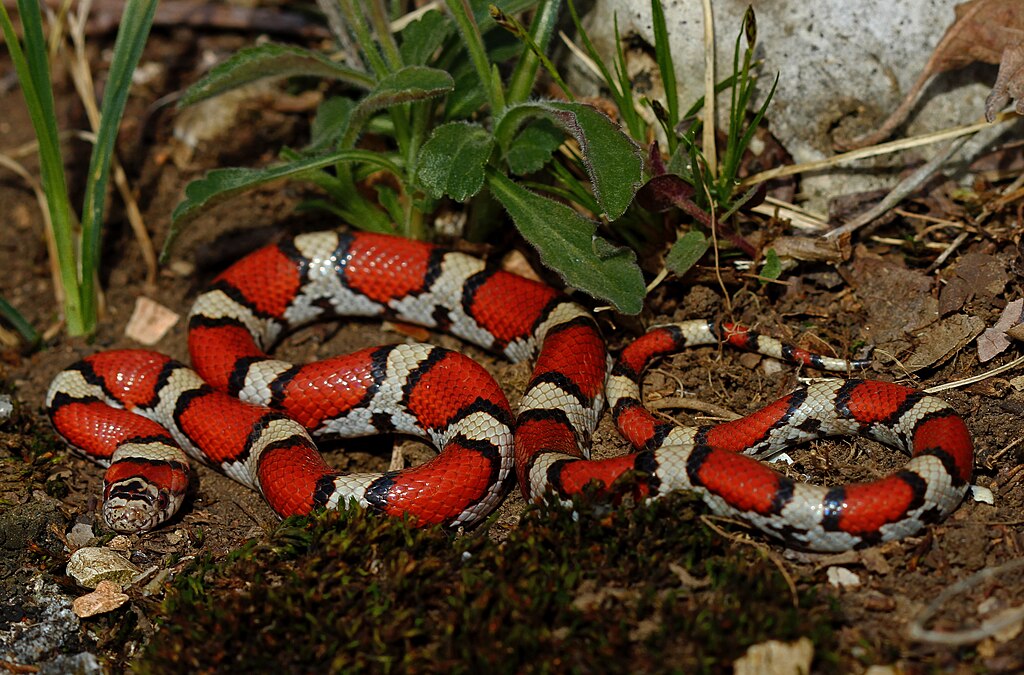 Eastern_Milk_Snake_