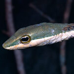 Eastern_Vine_Snake_(Thelotornis_mossambicanus)_(13937474977)
