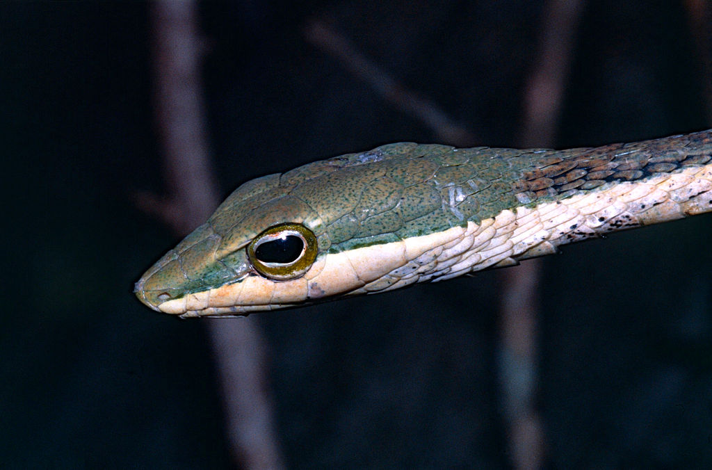 Eastern_Vine_Snake_(Thelotornis_mossambicanus)_(13937474977)