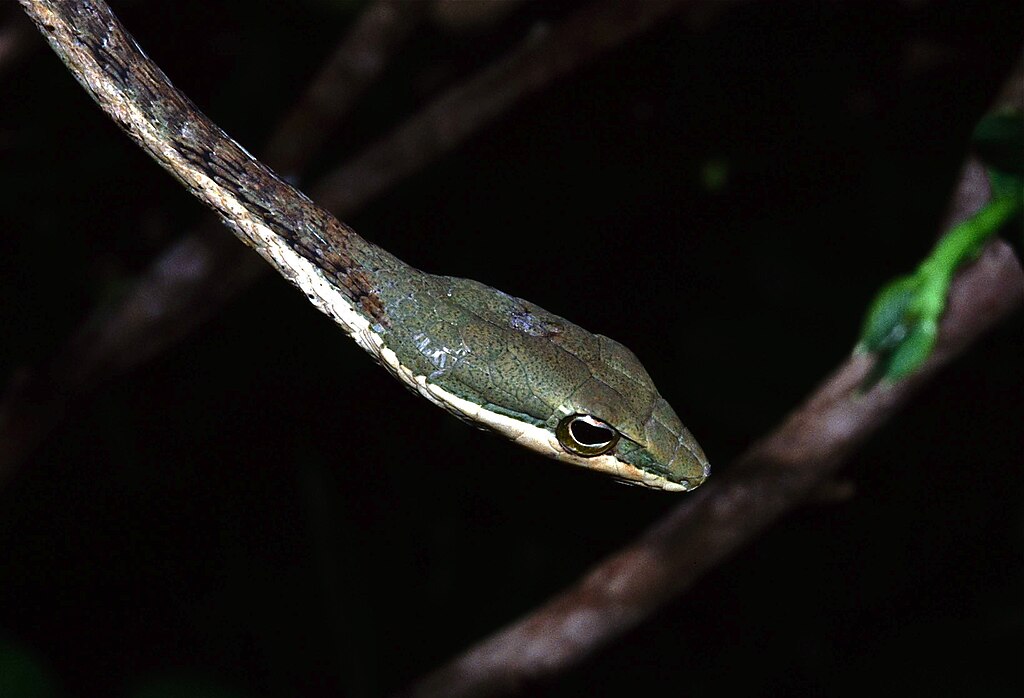 Eastern_Vine_Snake_(Thelotornis_mossambicanus)_(7652199132)