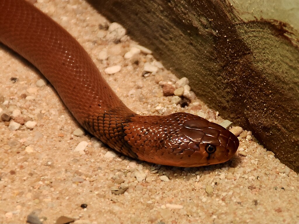 Naja pallida RED SPITTING COBRA