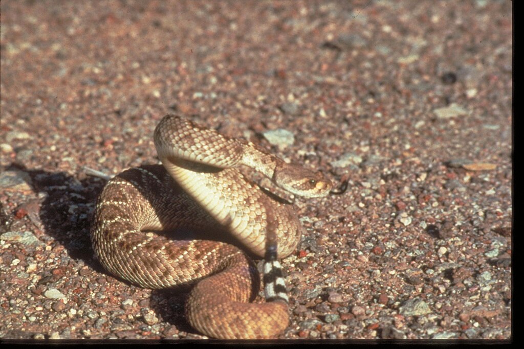 Fauna_and_Other_Views_at_Organ_Pipe_National_Monument,_Arizona_(fae868e1-2b6d-4c5f-aa63-09791f7a66df)