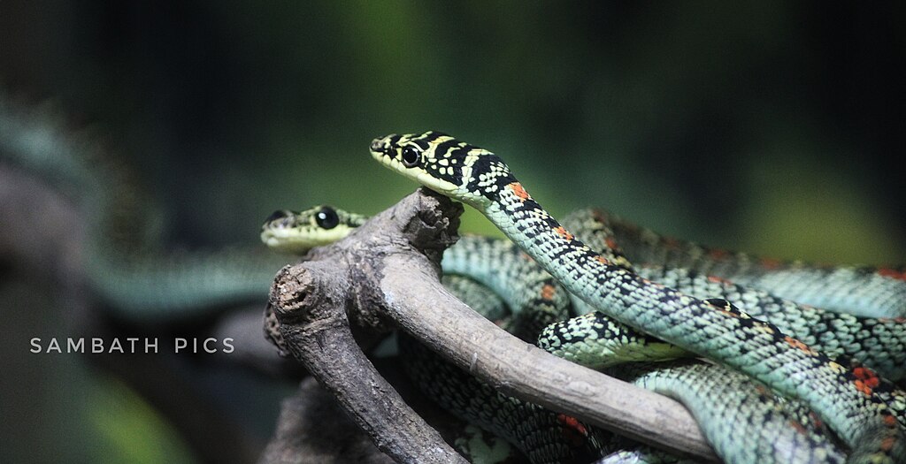 Flying_snake_2019